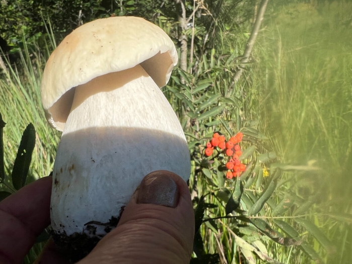 Ложный боровик белый гриб