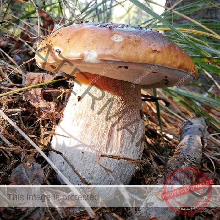 Белый гриб еловик