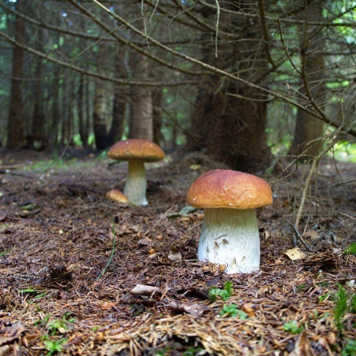 Гриб боровик