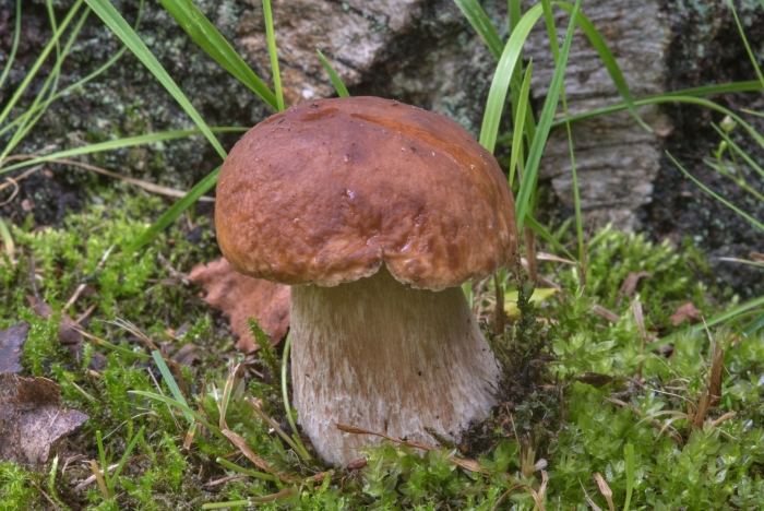 Гриб боровик подосиновик