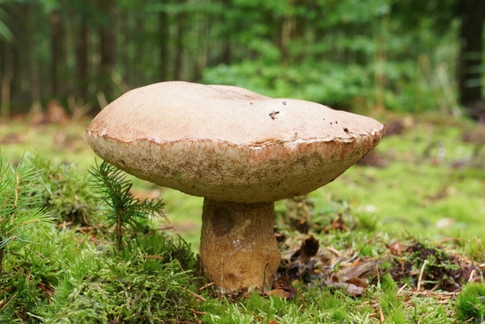Tylopilus felleus