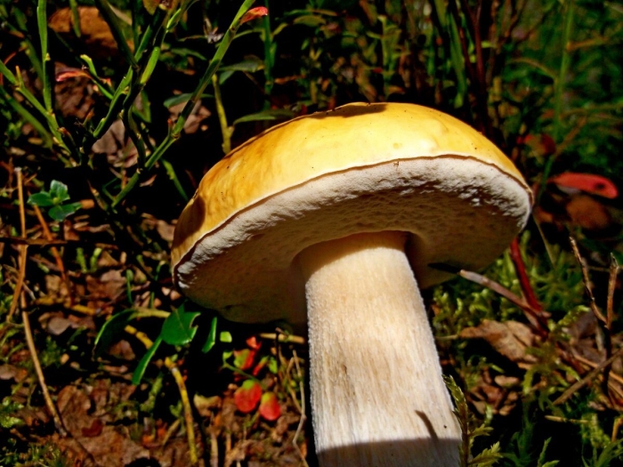 Белый гриб берёзовый boletus betulicola