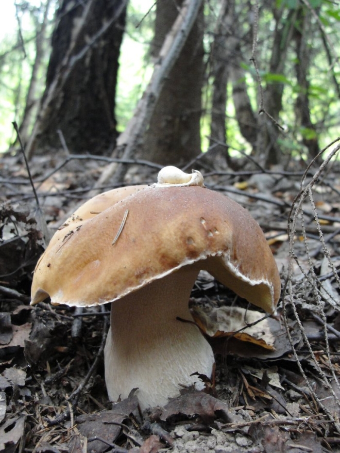 Белый гриб дубовый