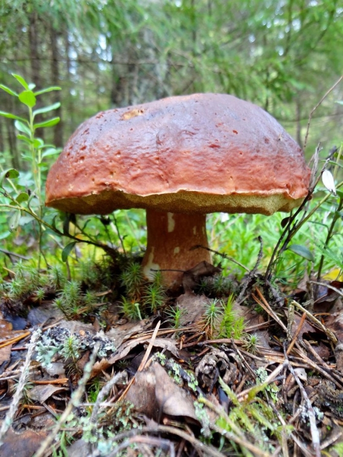 Мокруха еловая масленок