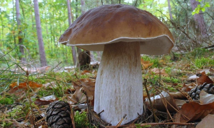 Грибы белый гриб