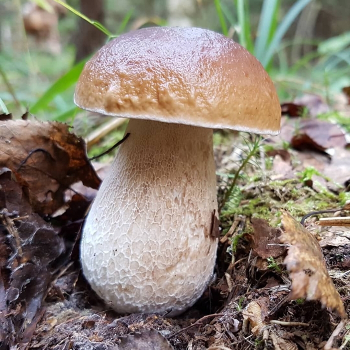 Белый гриб еловый