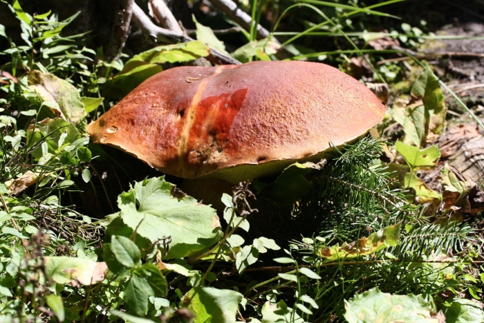 Boletus betulicola