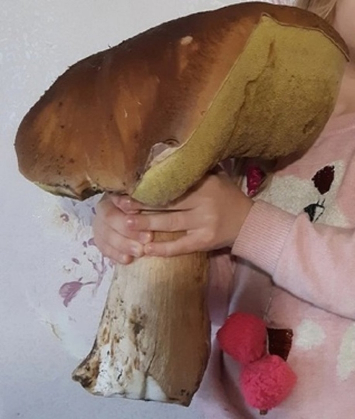 Гриб гигант