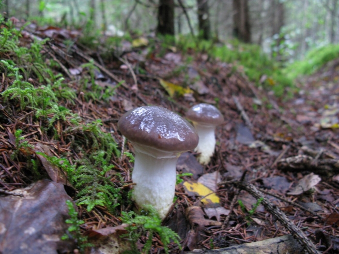 Мокруха еловая гриб