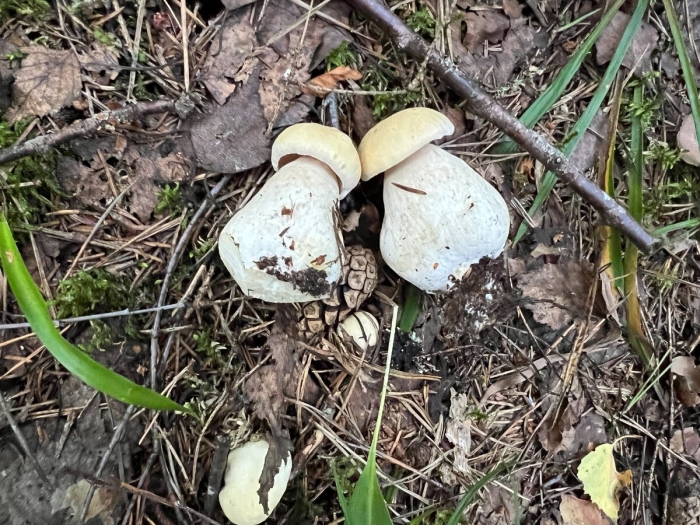 Белый гриб подосиновик и боровик