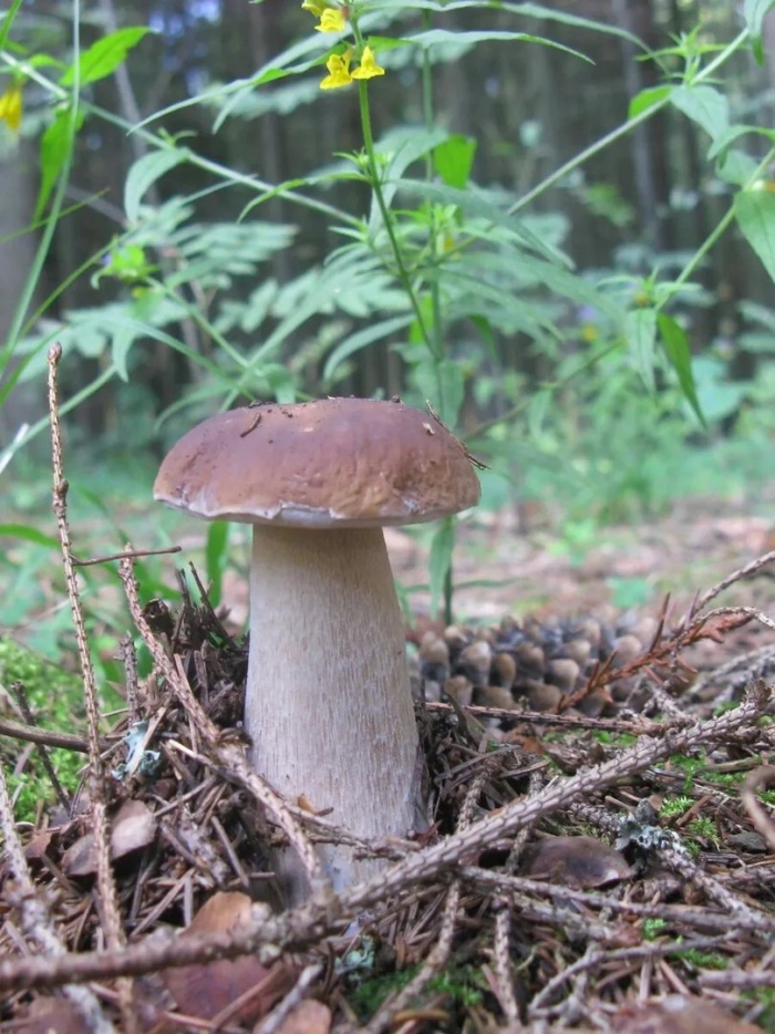 Сосновый гриб мацутаки