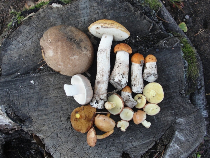 Гриб подосиновик