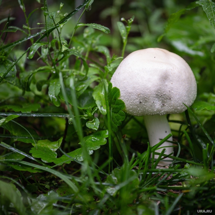 Шампиньон обыкновенный печерица