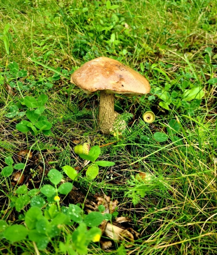 Подберезовик обыкновенный