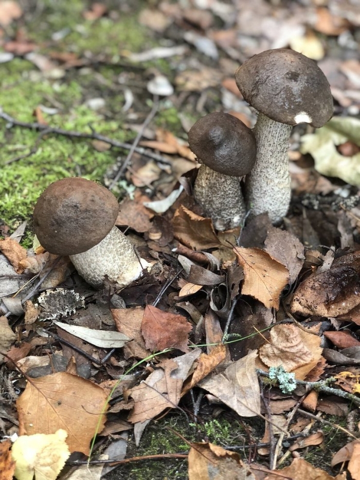 Грибы солоновики