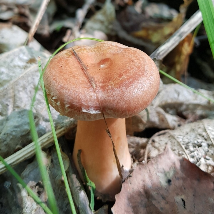 Млечник рыжик гриб