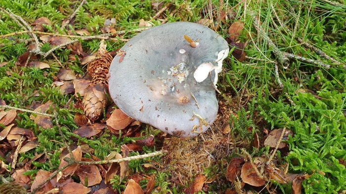 Russula cyanoxantha