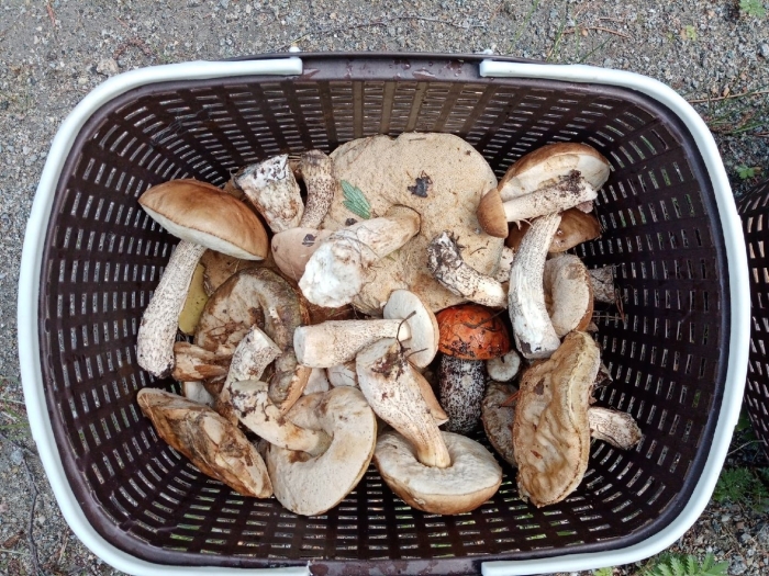 Грибы в свердловской области 2022