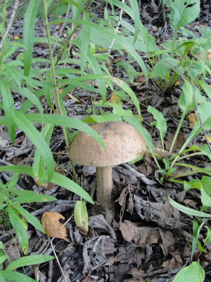 Подберезовик обыкновенный