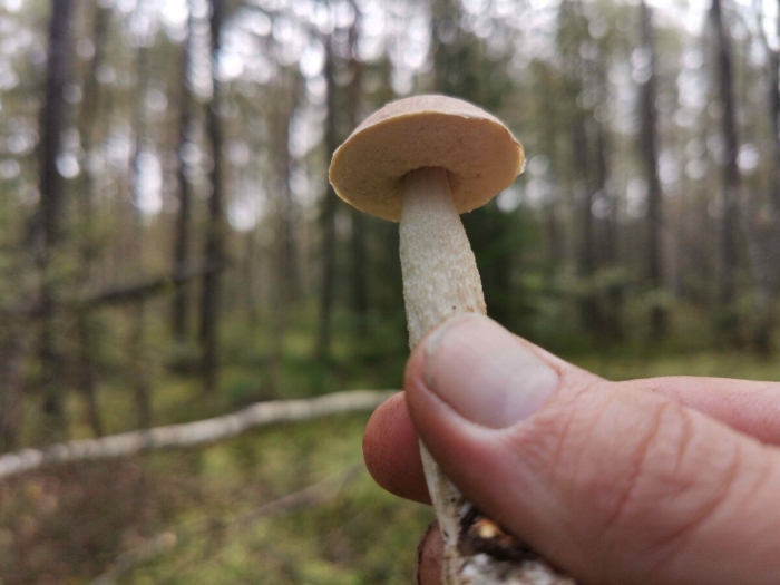 Подберезовик болотный ( léccinum hólopus)