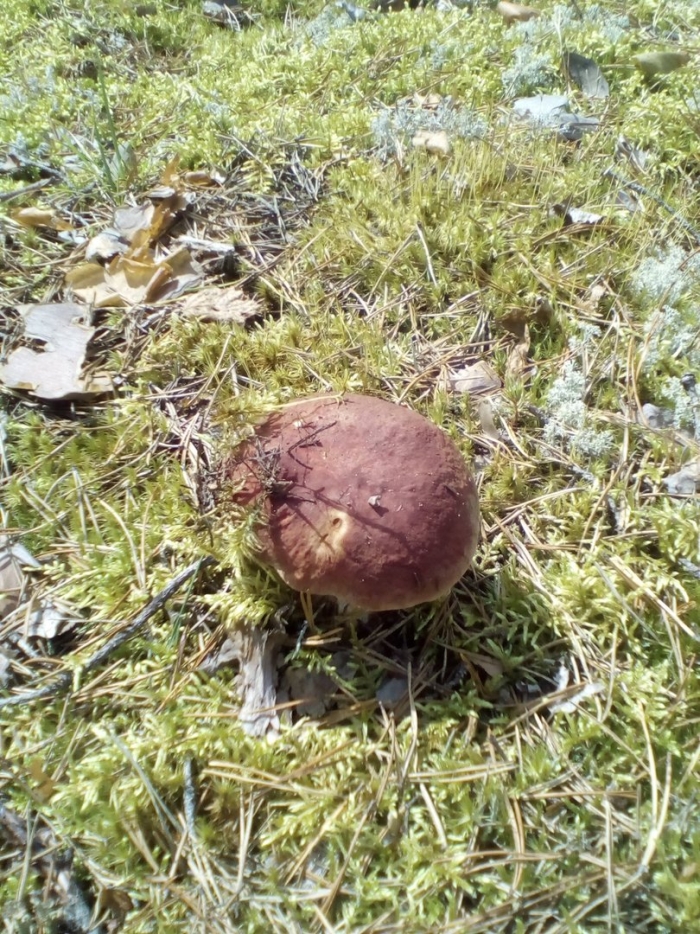 Гриб попутник