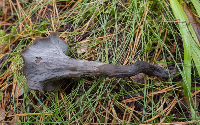 Craterellus cornucopioides