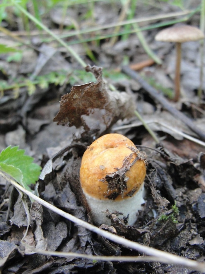 Гриб подосиновик