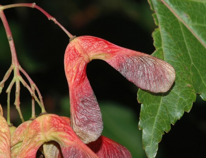 Клен гиннала крылатки