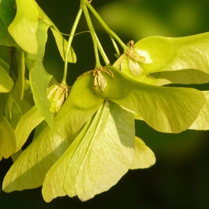 Крылатка клена