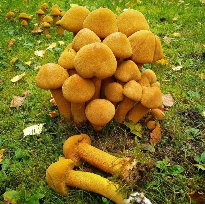 Чешуйчатка обыкновенная