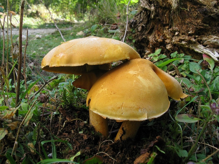 Паутинник желтый приболотник съедобные или нет