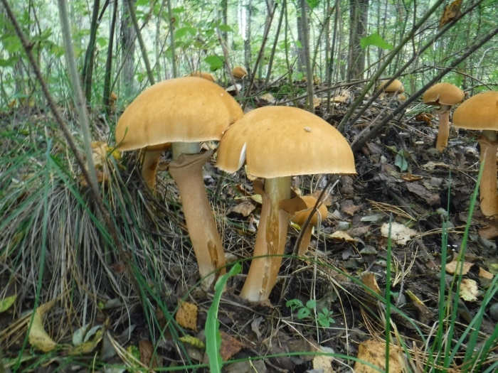 Феолепиота золотистая чешуйчатка