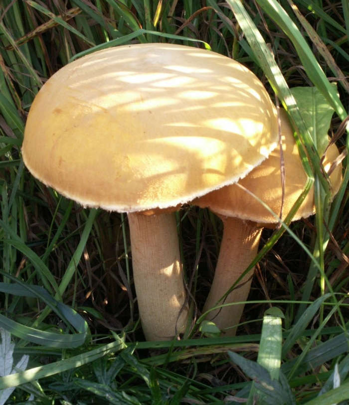 Феолепиота золотистая (phaeolepiota aurea)