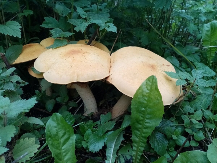 Феолепиота золотистая