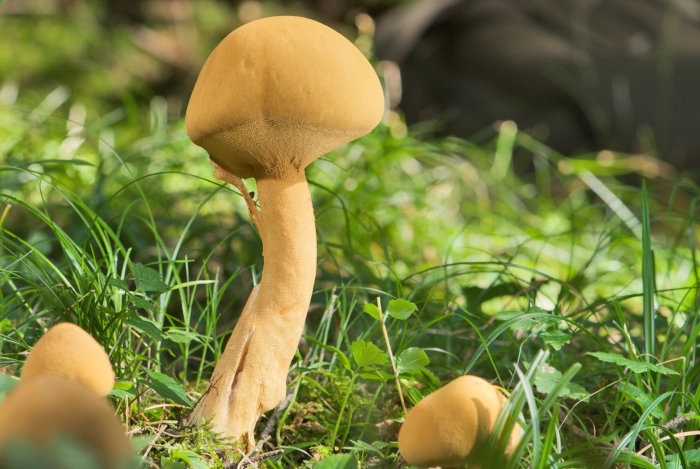 Phaeolepiota aurea