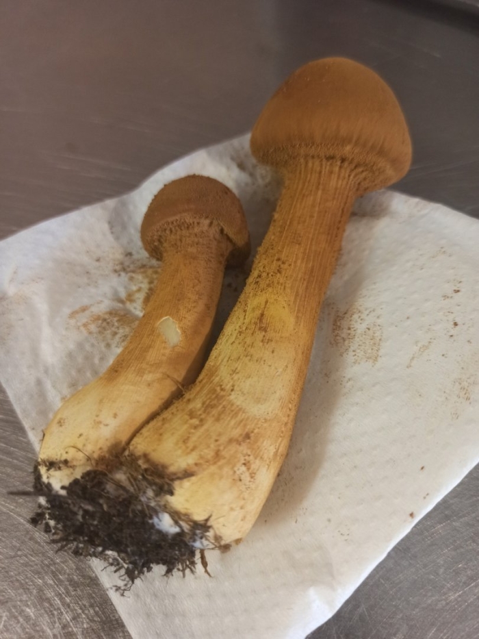 Паутинник гриб