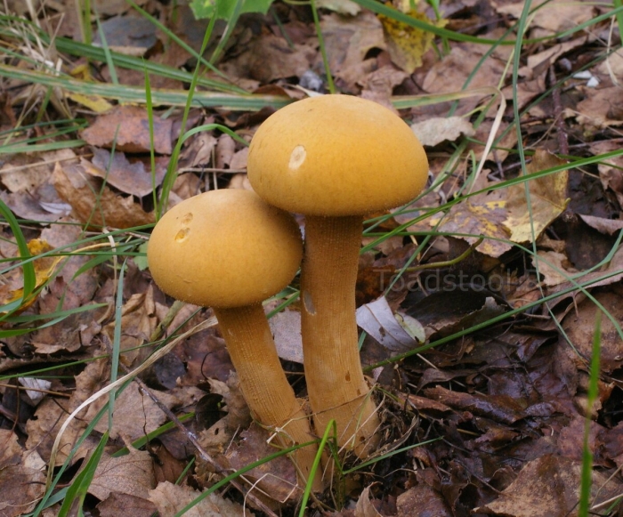 Феолепиота золотистая гриб