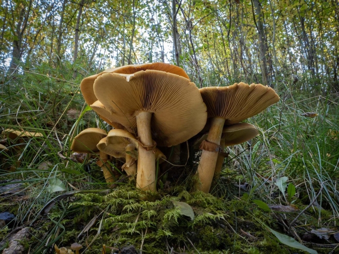 Armillaria luteobubalina