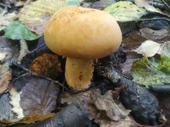 Паутинник триумфальный желтый