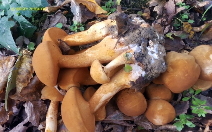 Чешуйчатка травяная феолепиота