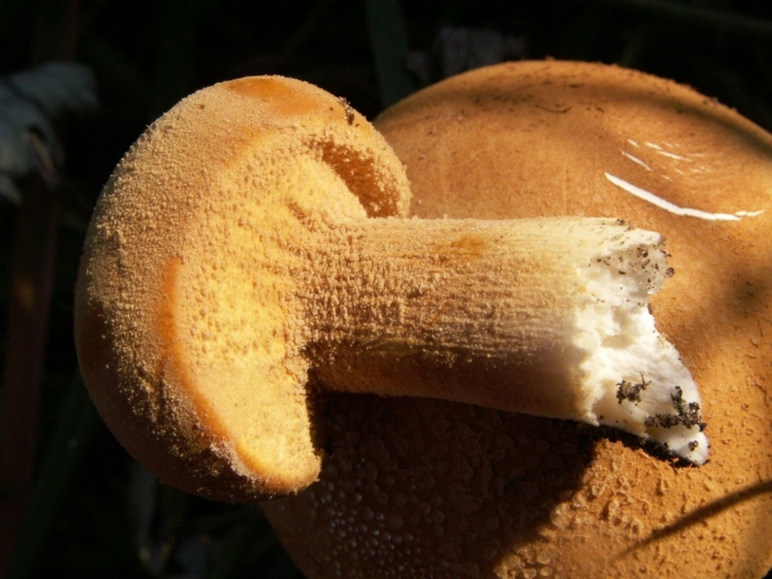 Suillus salmonicolor
