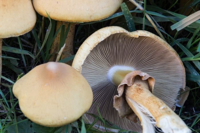 Колпак кольчатый cortinarius caperatus