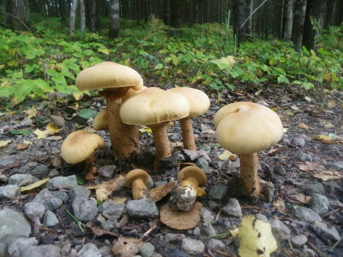 Паутинник желтый съедобный