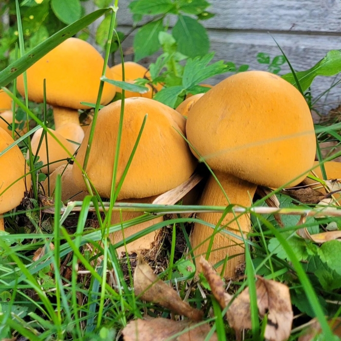 Феолепиота золотистая