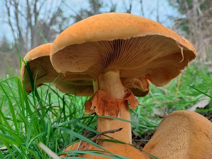 Phaeolepiota aurea
