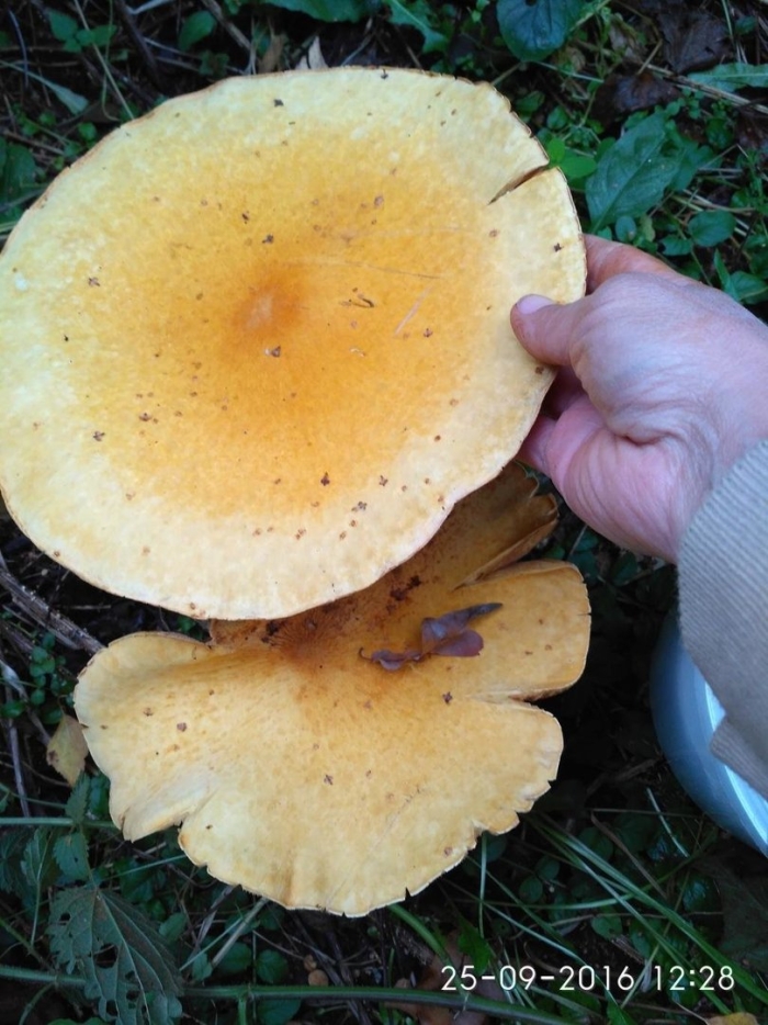 Жёлтые грибы