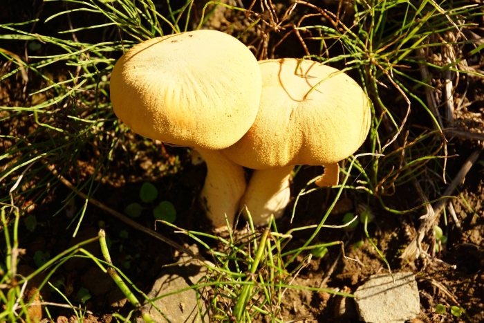 Чешуйчатка гриб