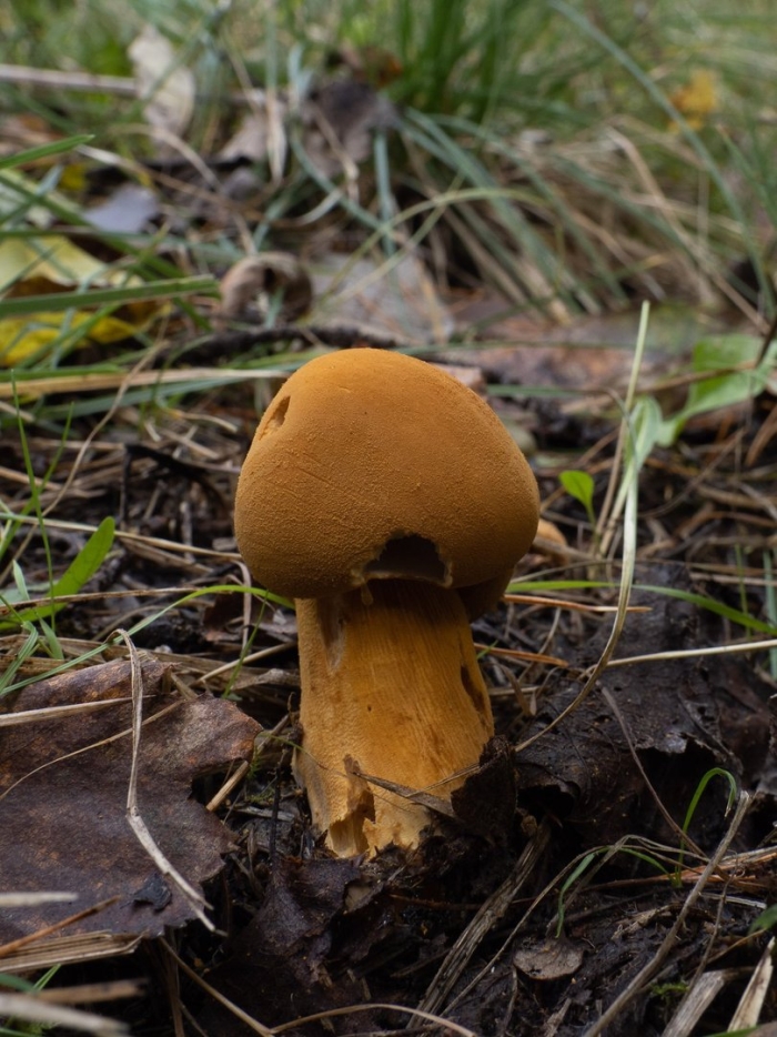 Гриб паутинник шафрановый