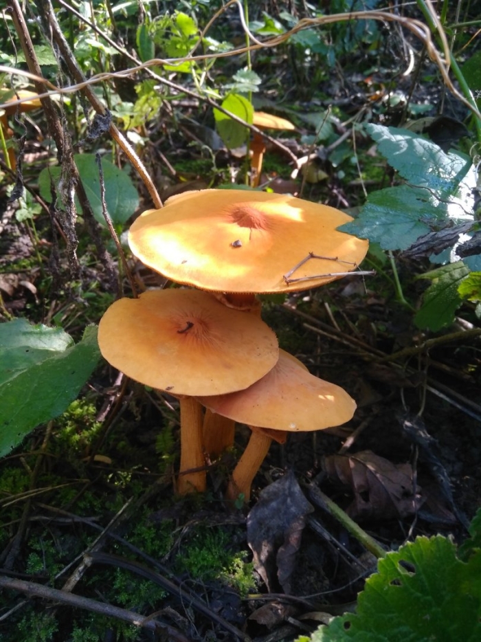 Млечник неедкий гриб