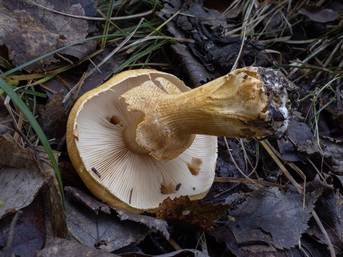 Паутинник желтый гриб